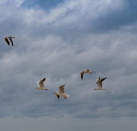 The Role of Animals in Aviation History